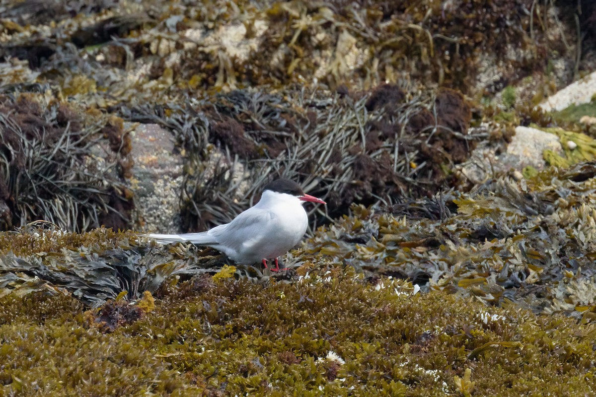 Arctic Tern - ML620770363