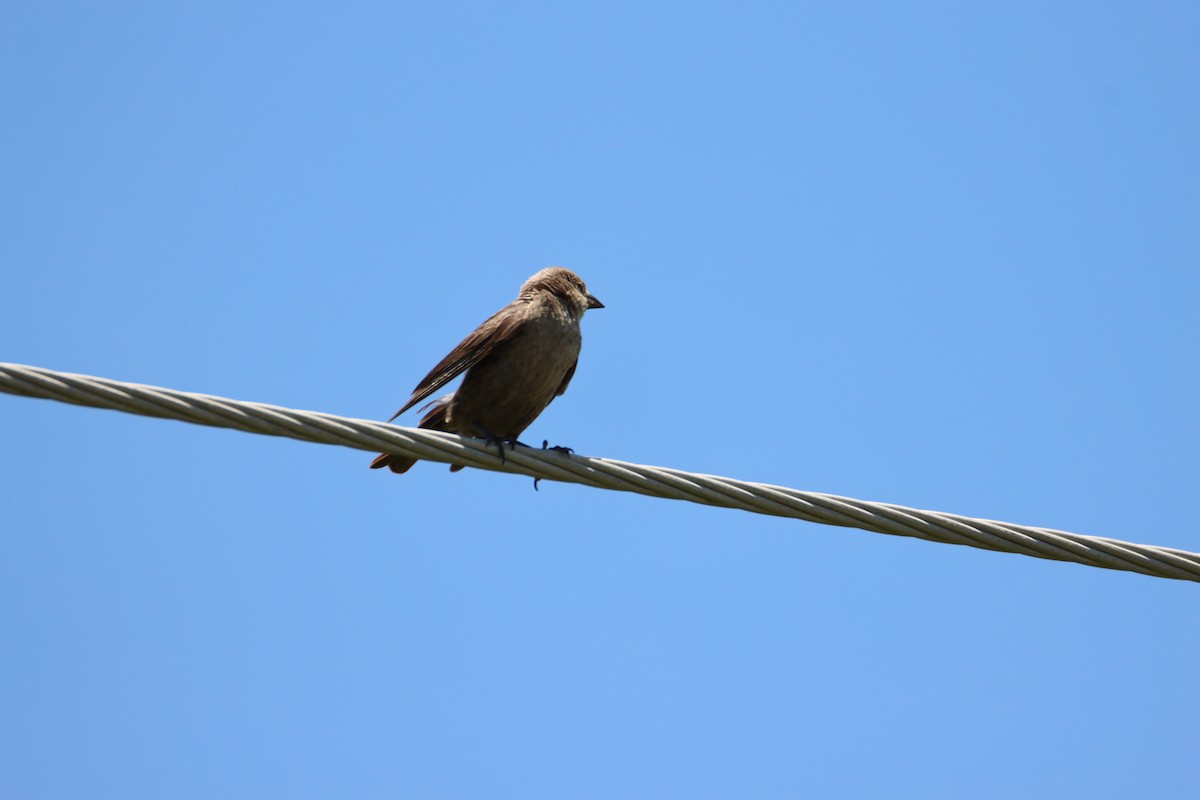 Brown-headed Cowbird - ML620770406