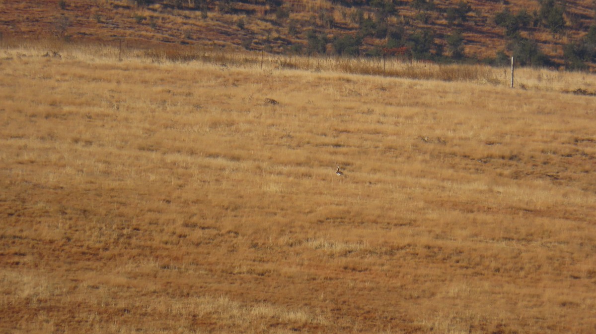 Denham's Bustard - ML620770408