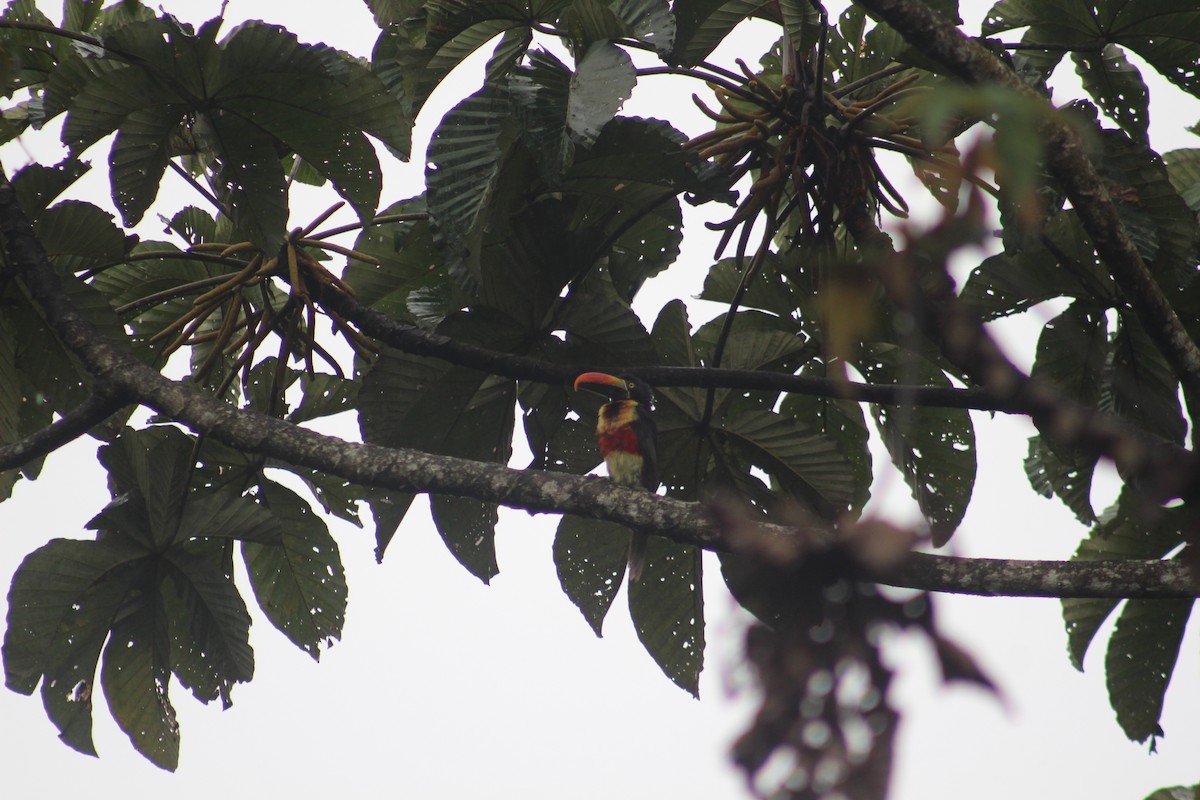 Fiery-billed Aracari - ML620770413