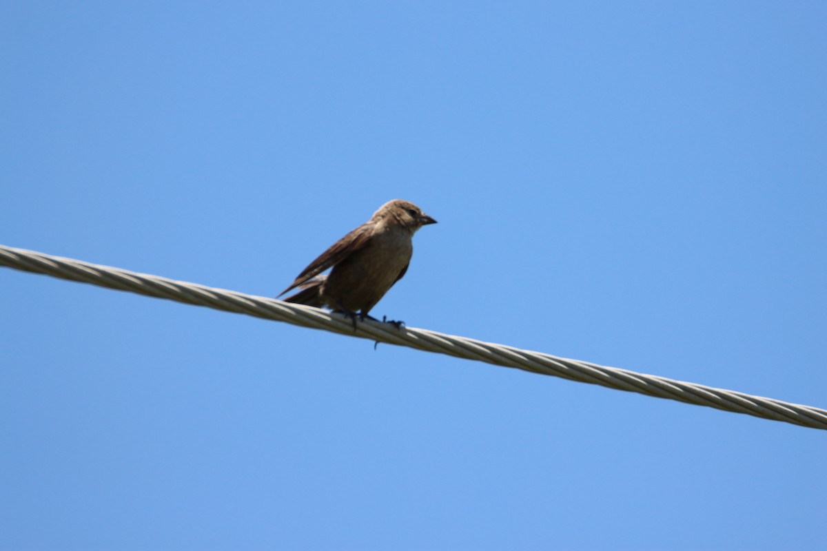 Brown-headed Cowbird - John Keegan