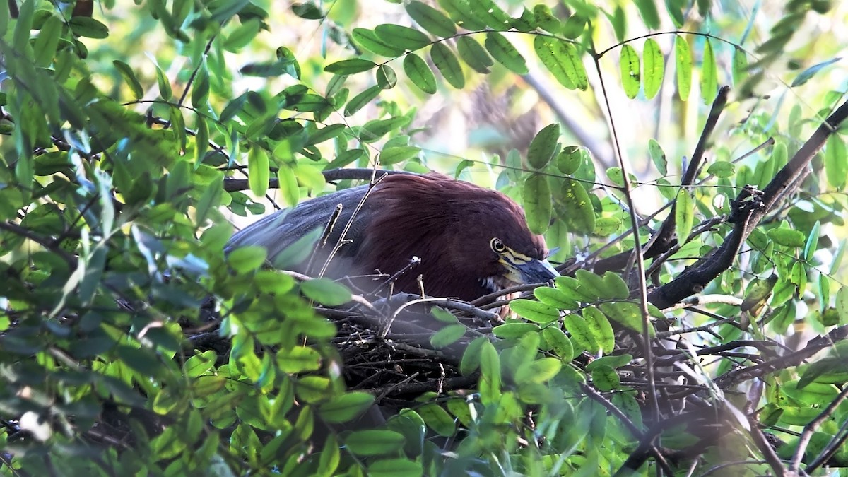 Rufescent Tiger-Heron - ML620770429