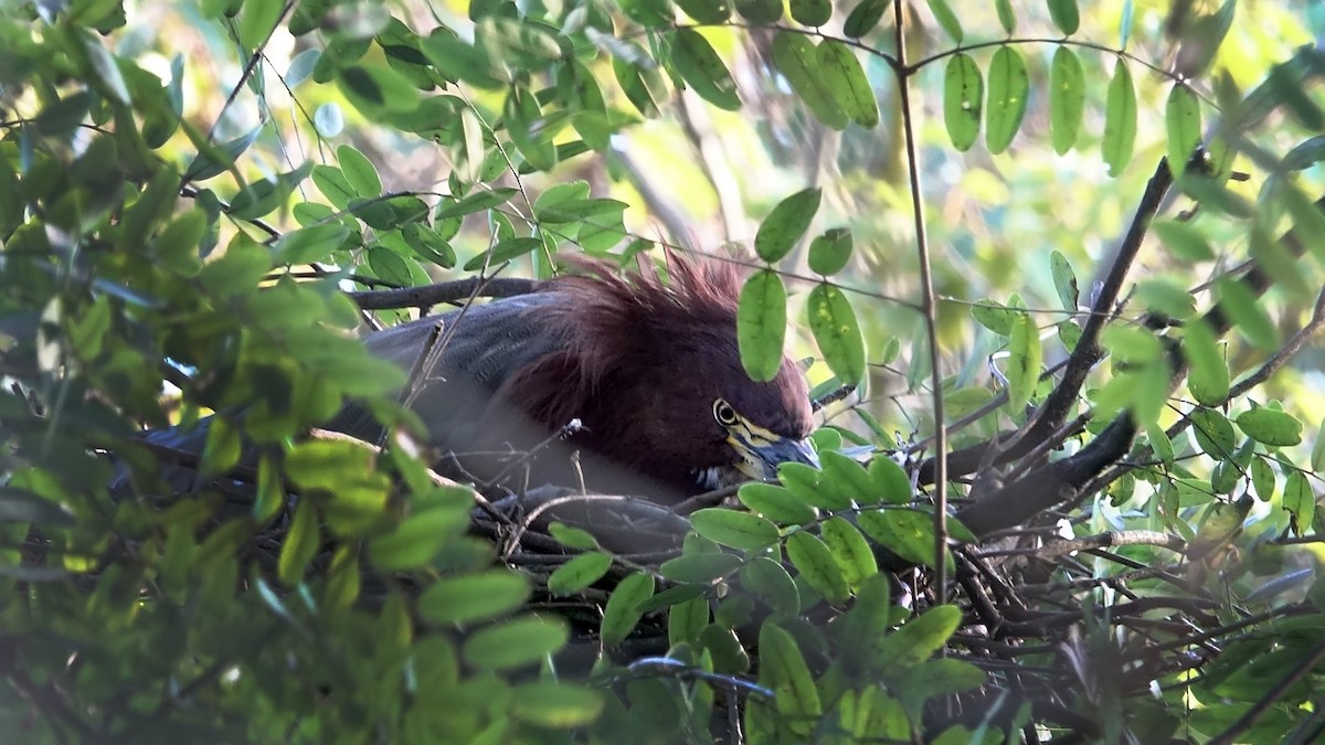 Rufescent Tiger-Heron - ML620770430