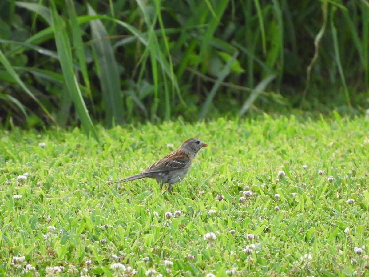 Field Sparrow - ML620770434