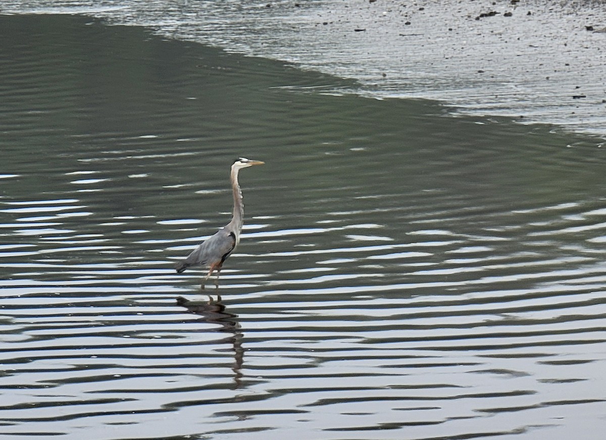 Great Blue Heron - ML620770437