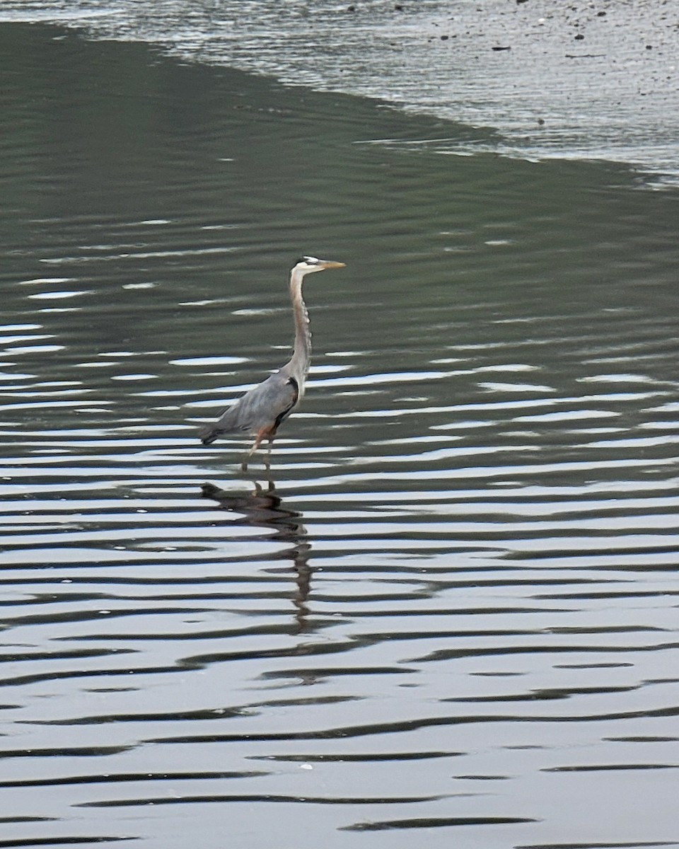 Great Blue Heron - ML620770438