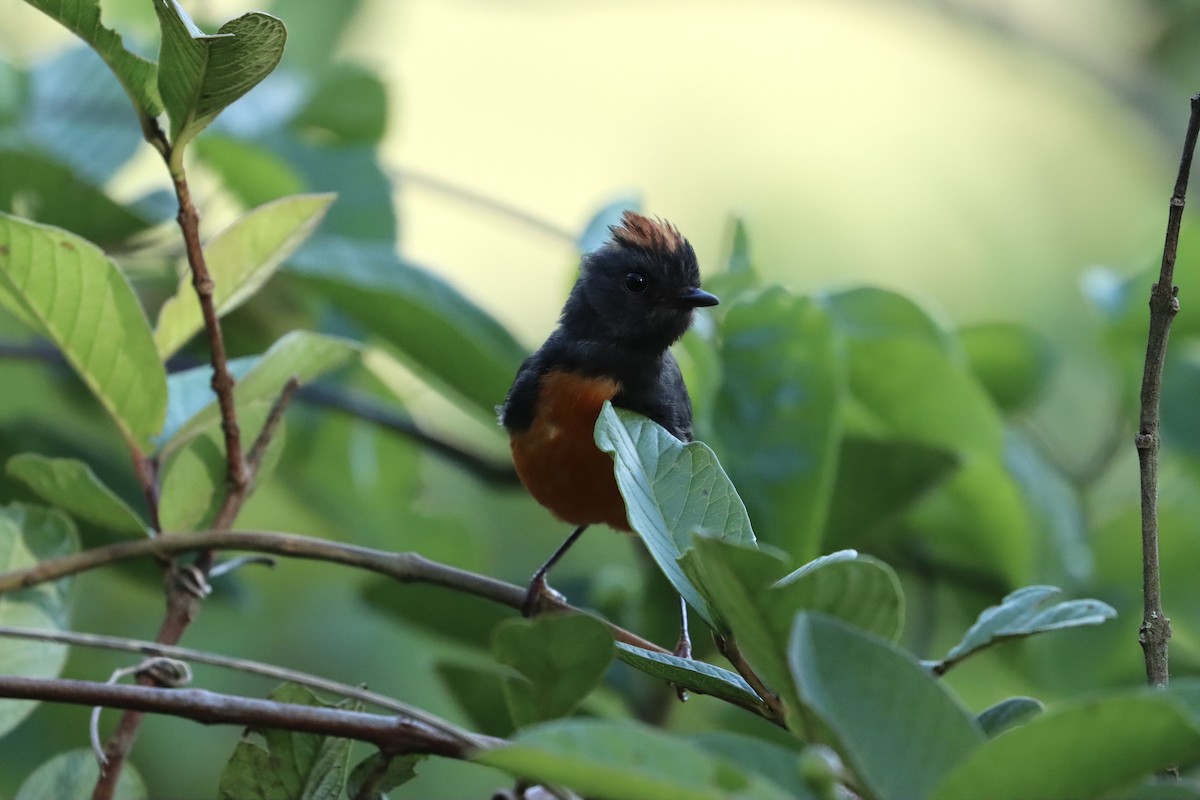 Slate-throated Redstart - ML620770447