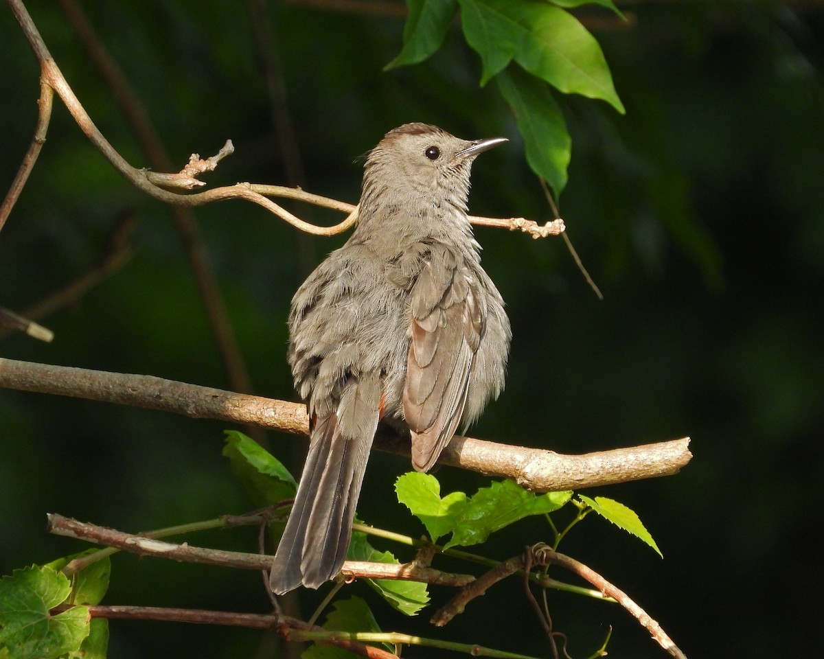 Gray Catbird - Aubrey Merrill