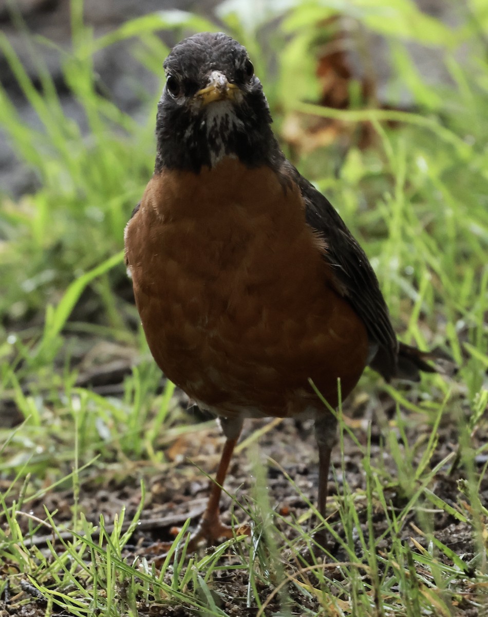 American Robin - ML620770460