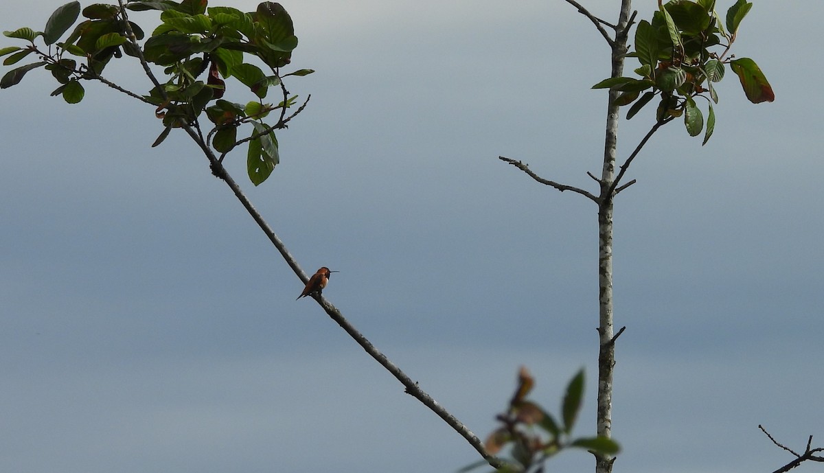 Rufous Hummingbird - ML620770464
