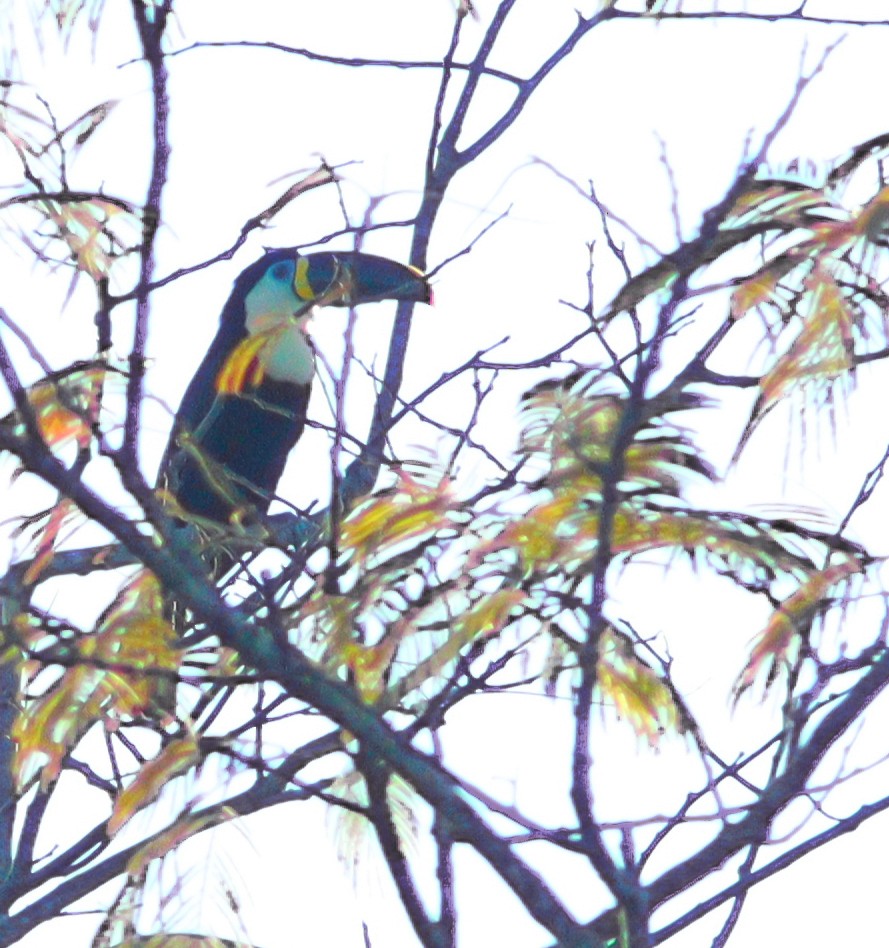 Channel-billed Toucan (Yellow-ridged) - ML620770465