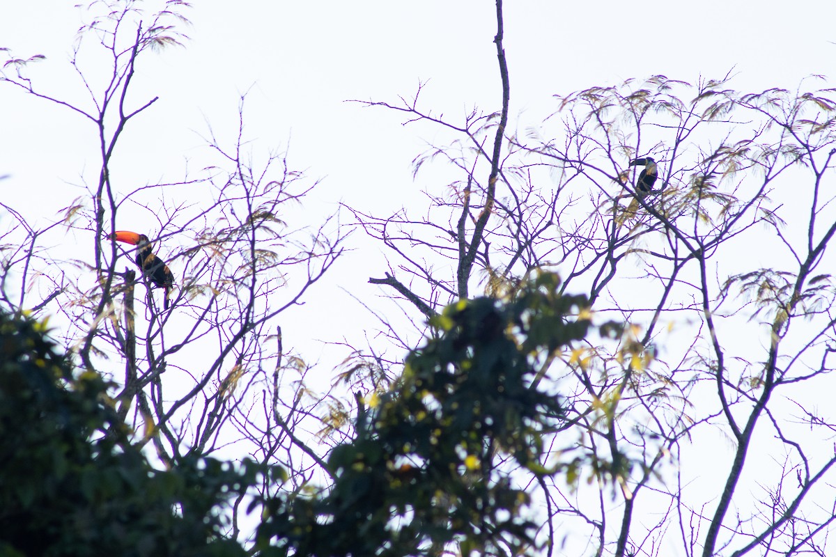 Channel-billed Toucan (Yellow-ridged) - ML620770466