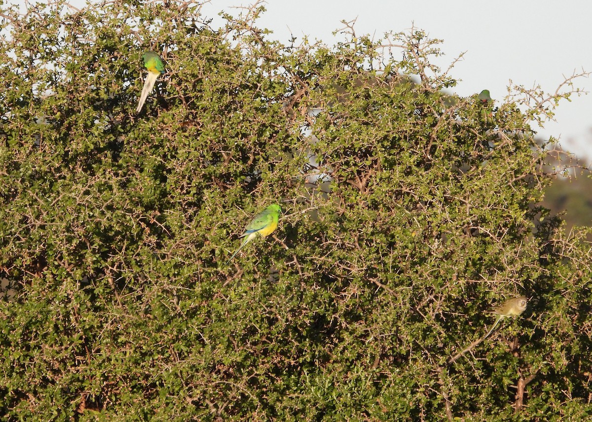 Red-rumped Parrot - ML620770468