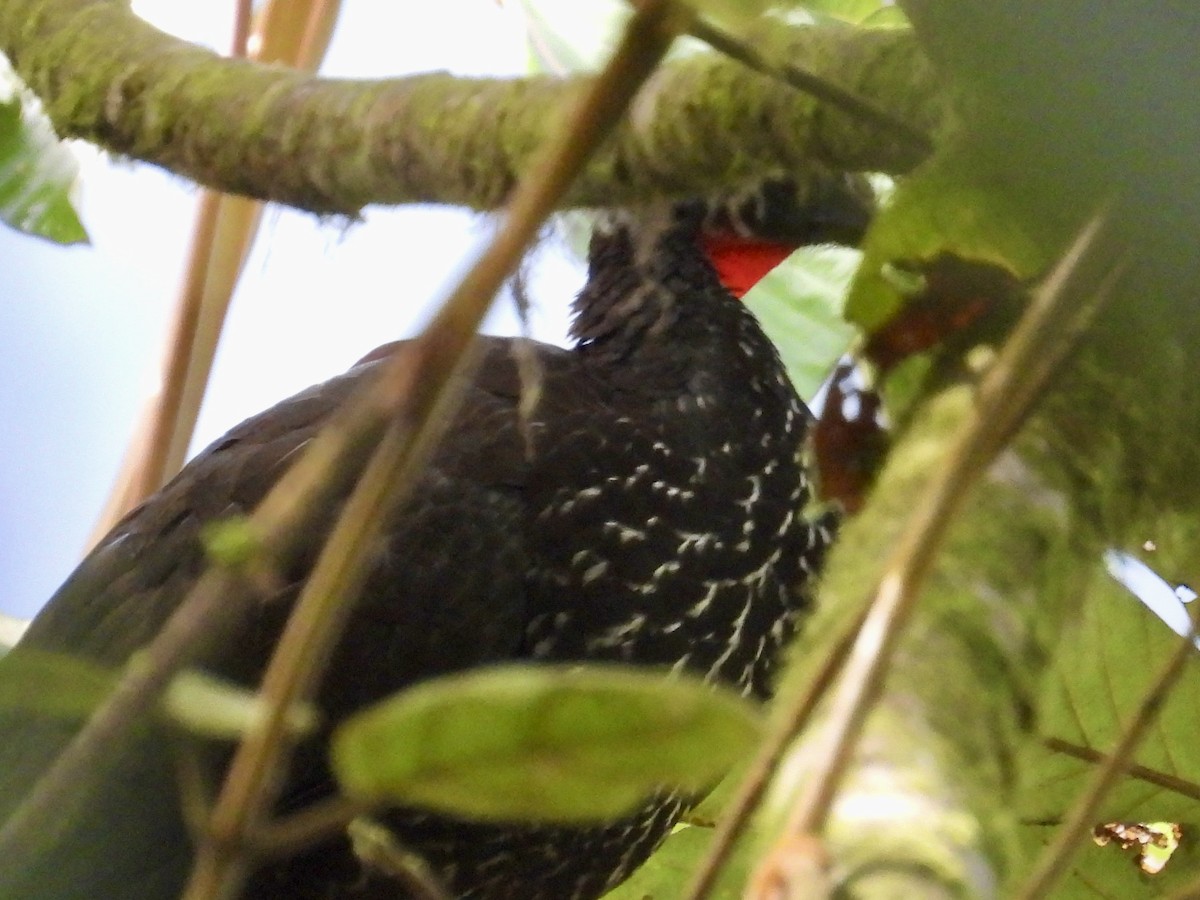 Crested Guan - ML620770469