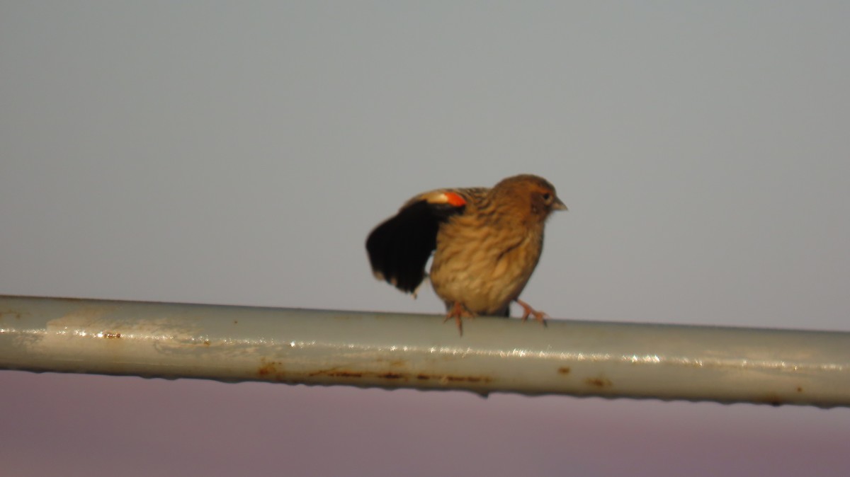 Long-tailed Widowbird - Ann Kovich