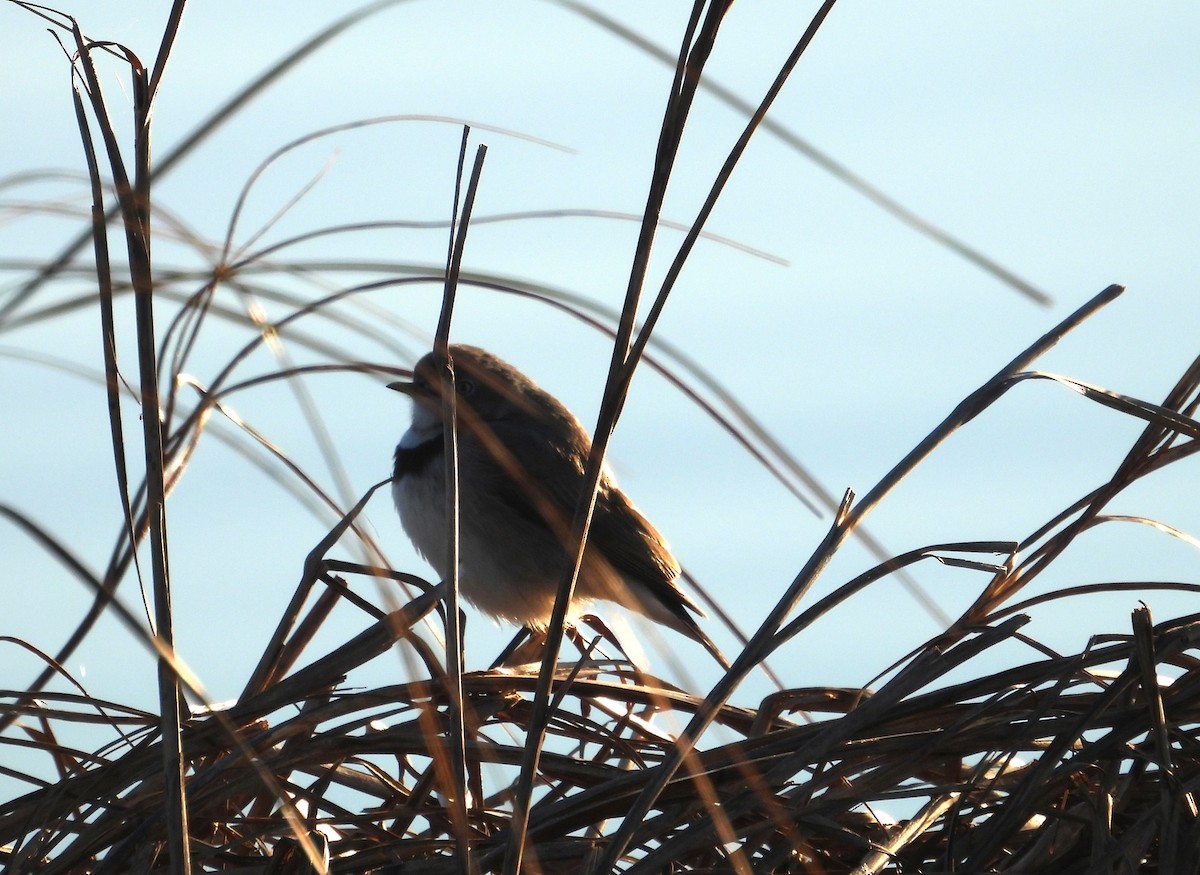 White-fronted Chat - ML620770477