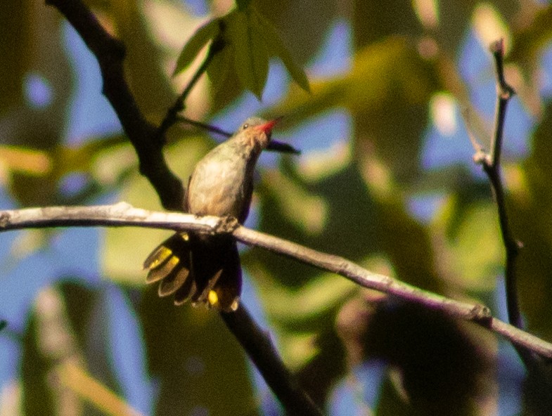 Gilded Hummingbird - ML620770478