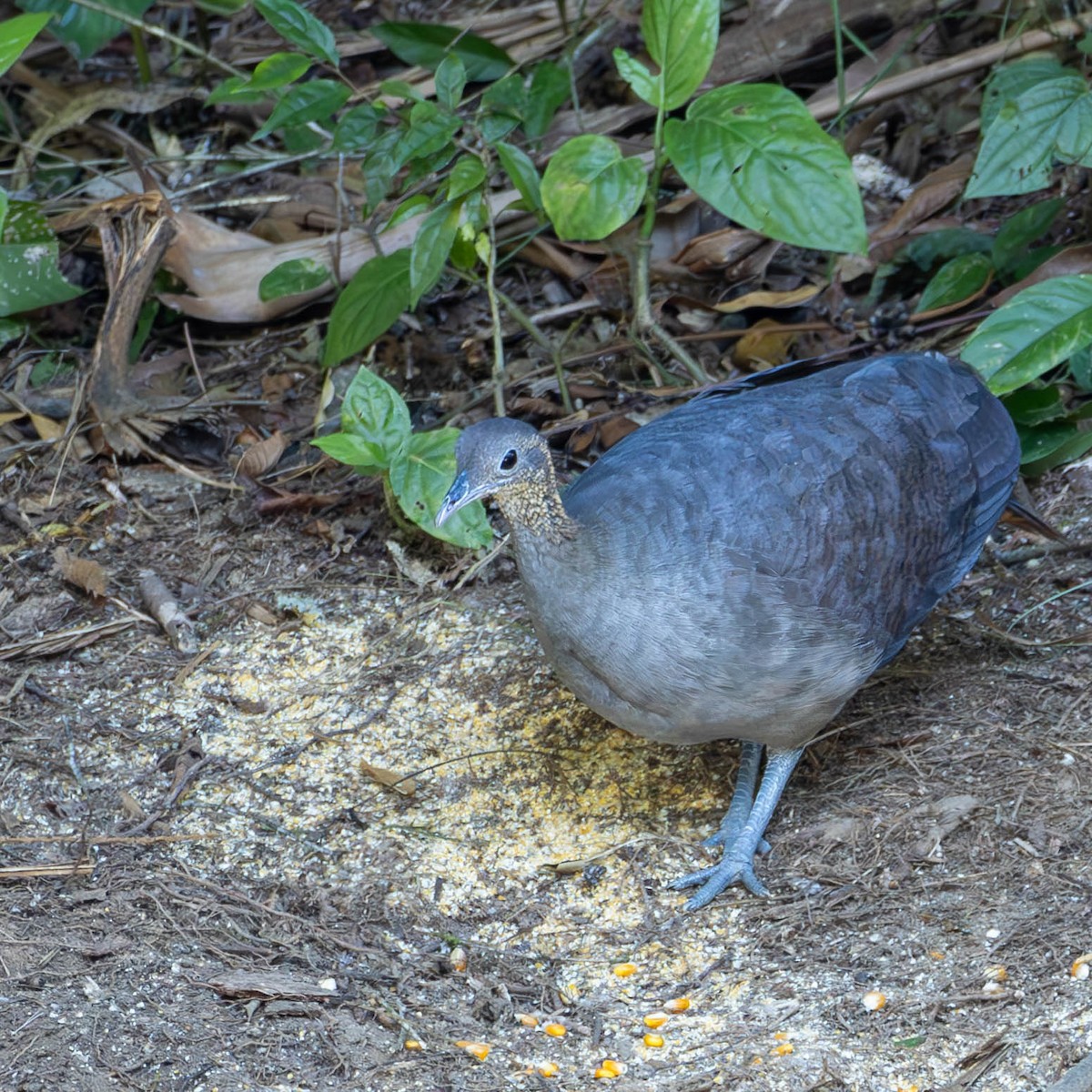 Solitary Tinamou - ML620770485