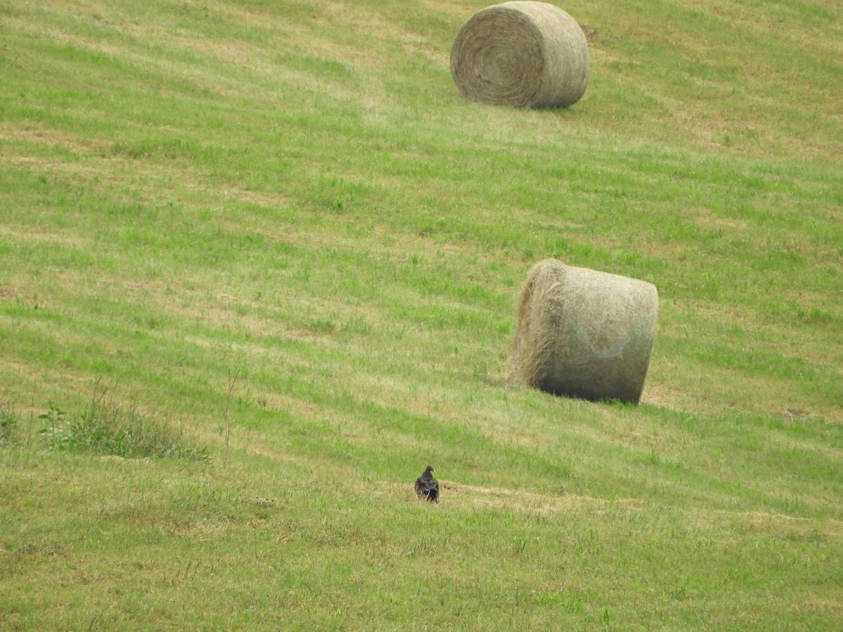 Turkey Vulture - Rex Graham