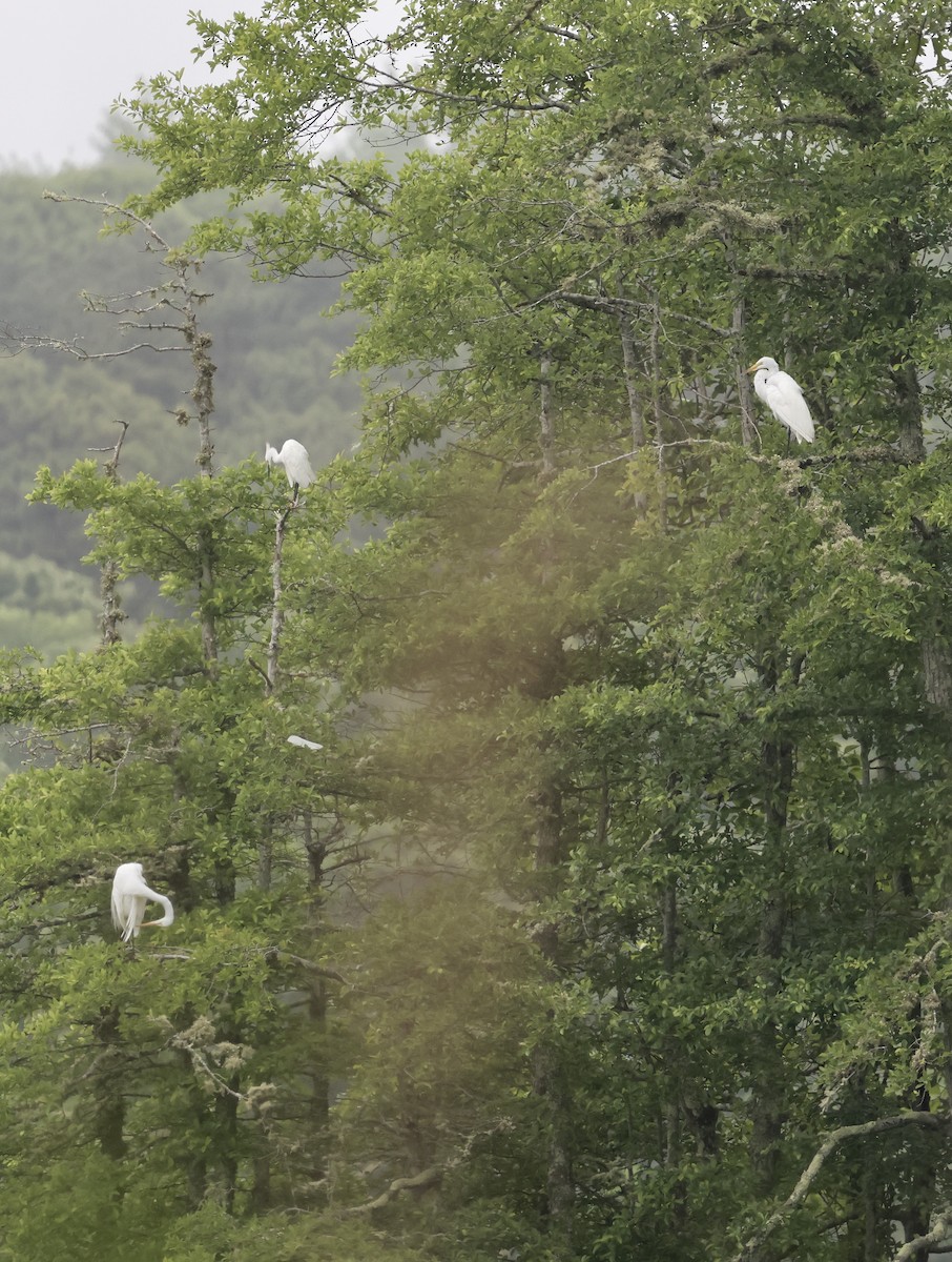 Great Egret - ML620770487