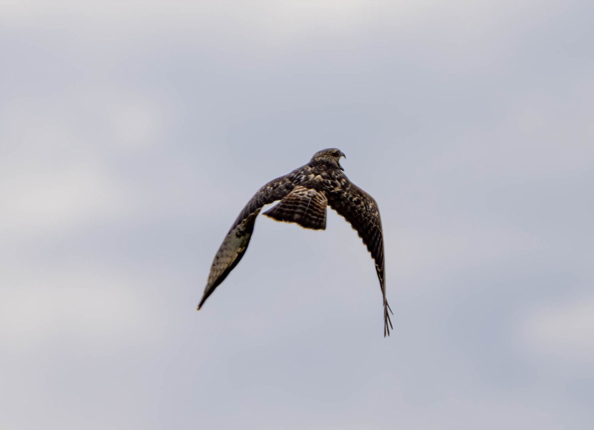 Red-shouldered Hawk - ML620770488