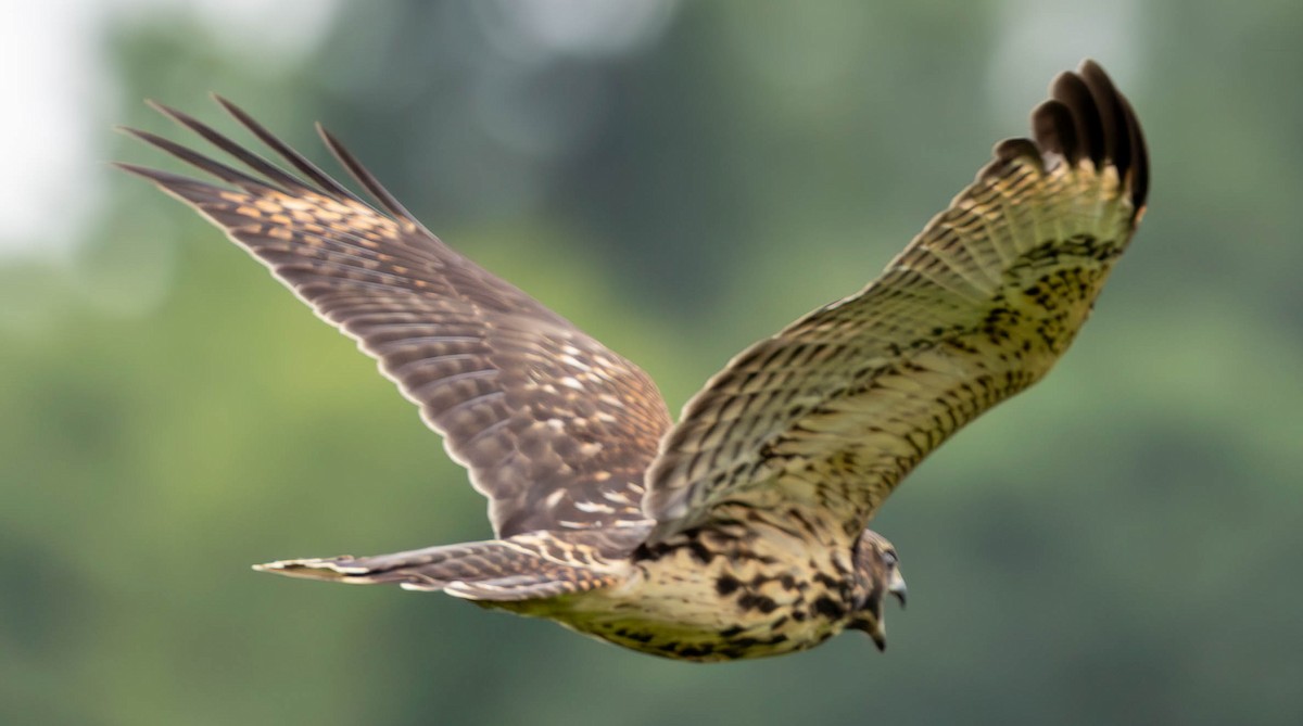 Red-shouldered Hawk - ML620770489