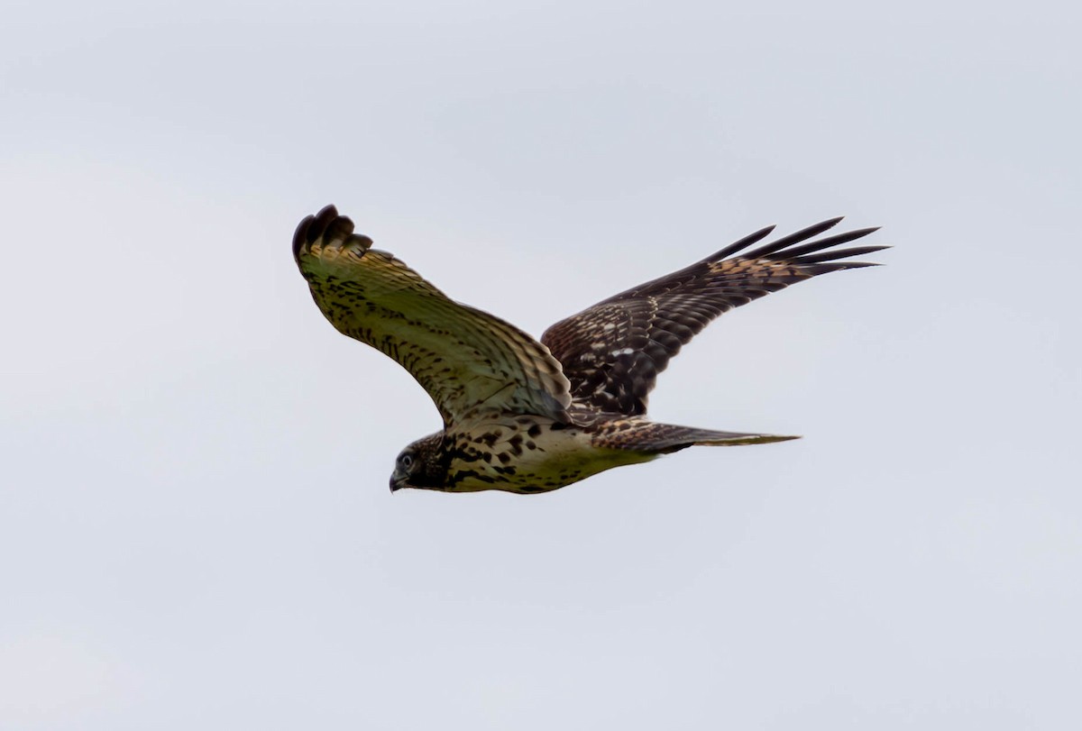 Red-shouldered Hawk - ML620770490