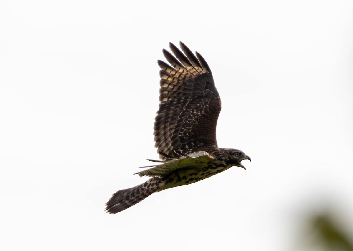 Red-shouldered Hawk - ML620770491