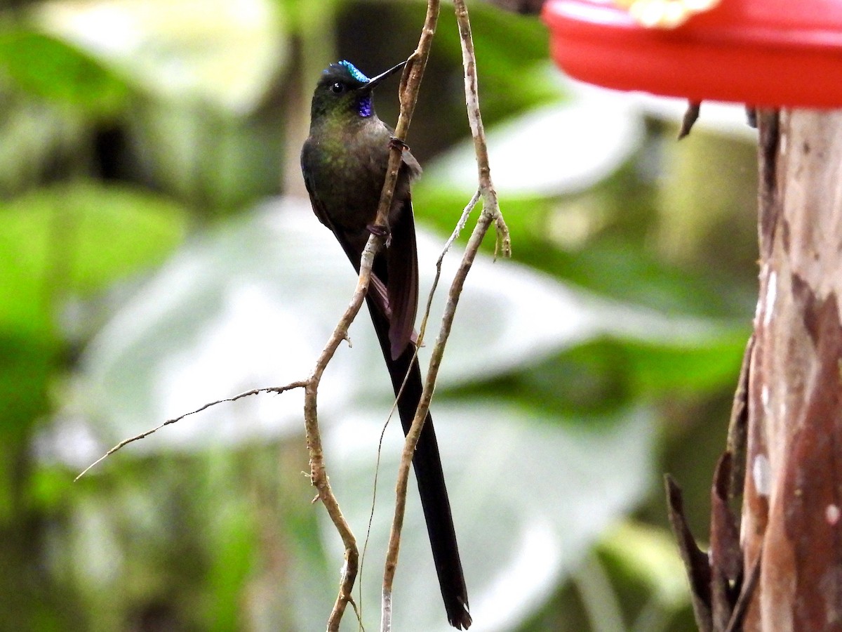 Violet-tailed Sylph - ML620770492