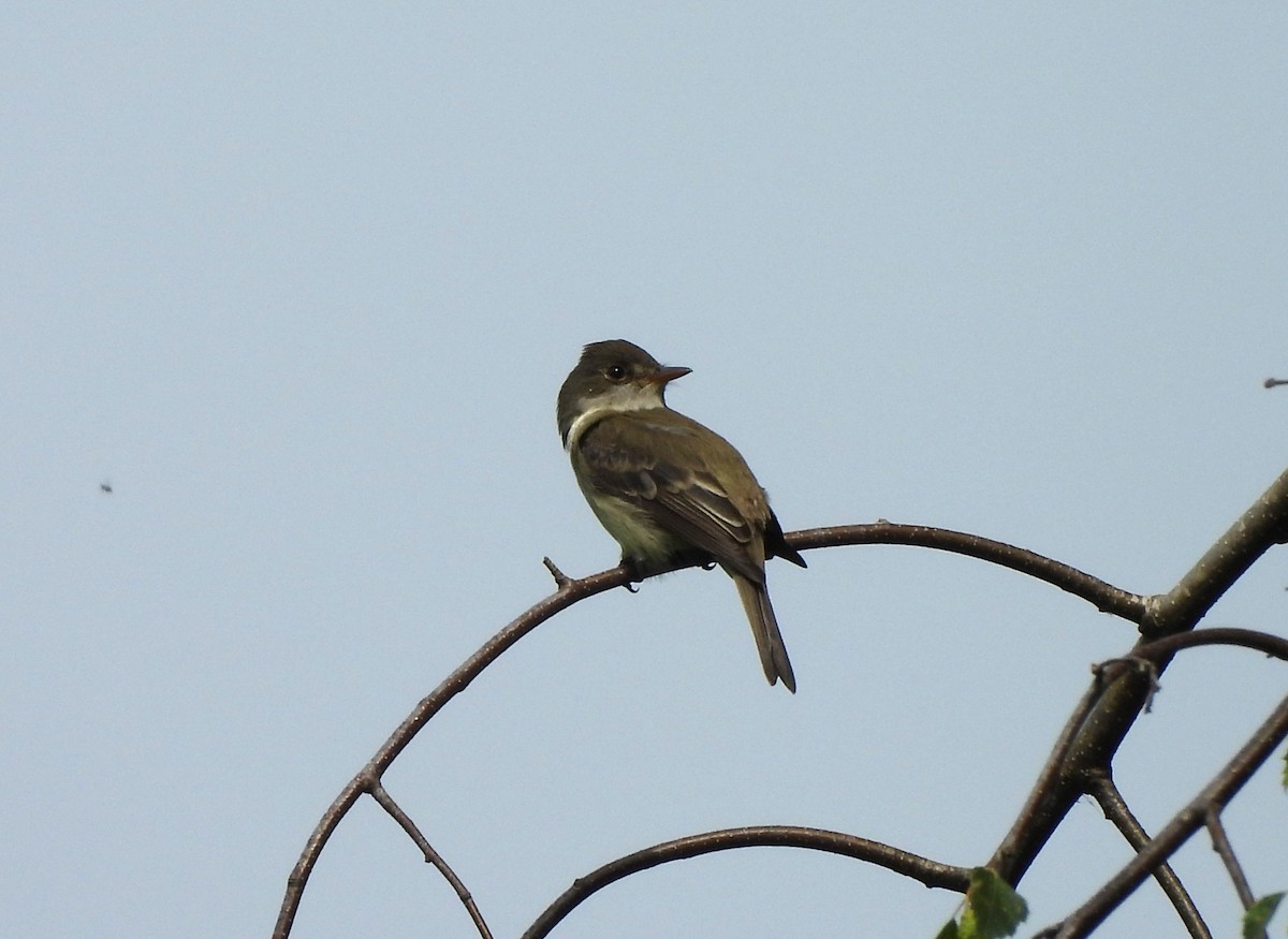 Willow Flycatcher - ML620770493