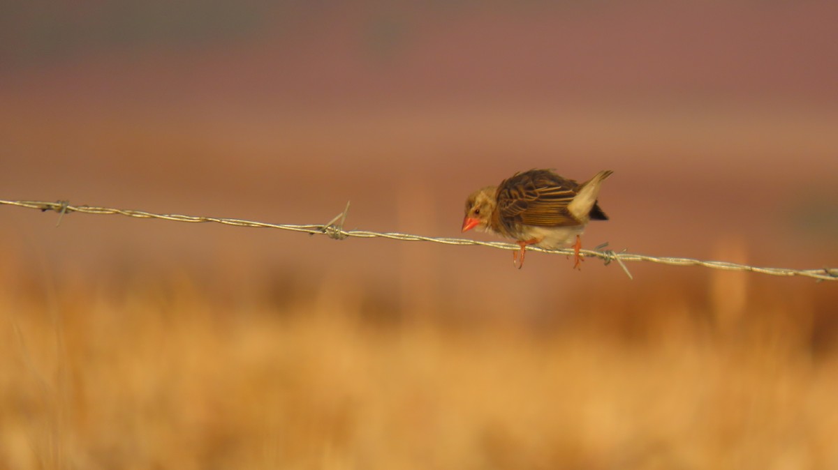 Red-billed Quelea - ML620770494