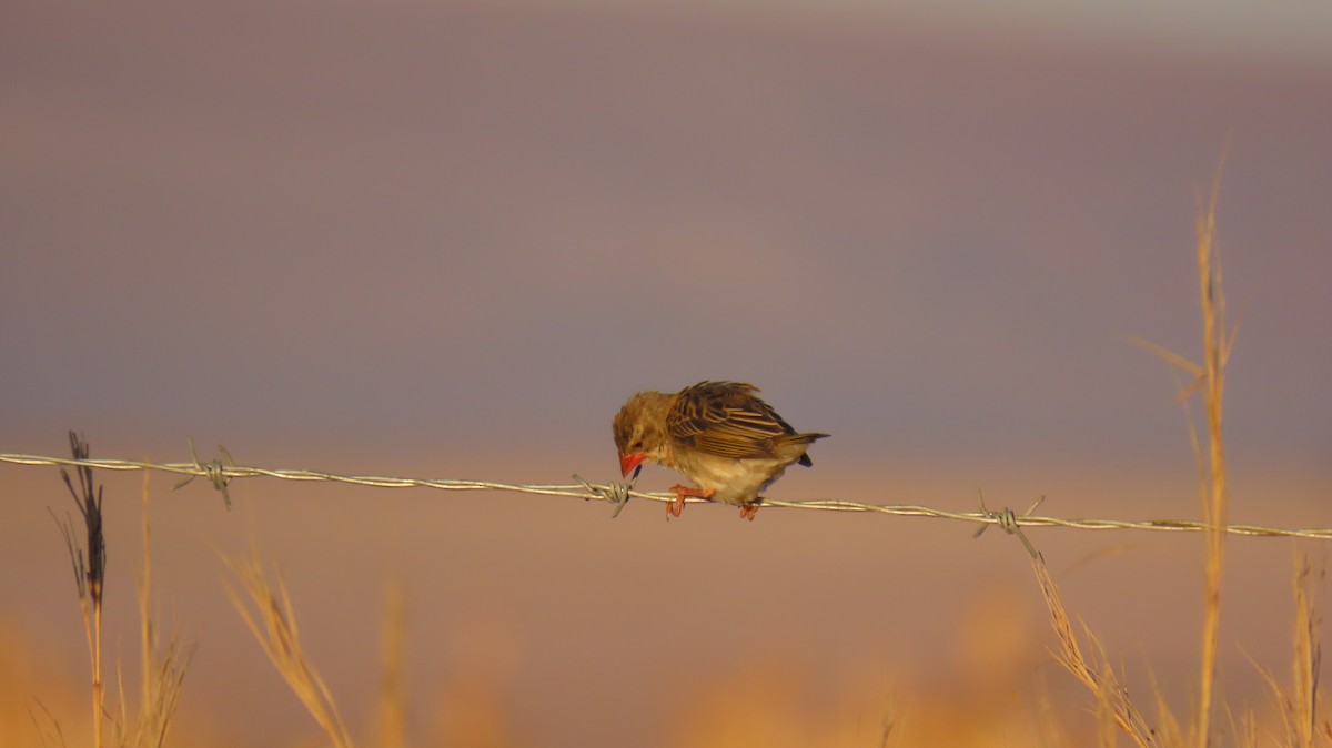 Red-billed Quelea - ML620770495