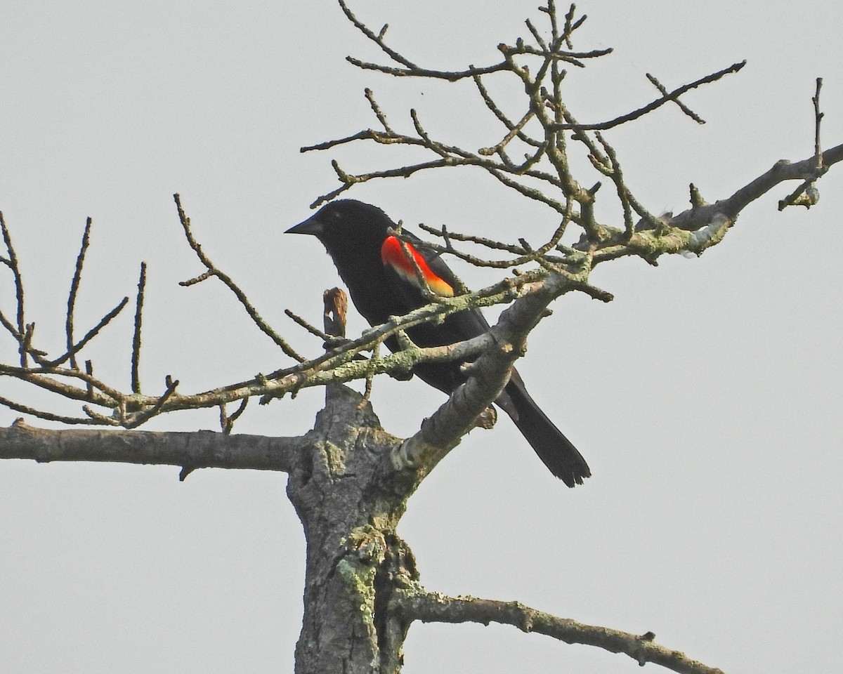 rødvingetrupial (phoeniceus gr.) - ML620770501