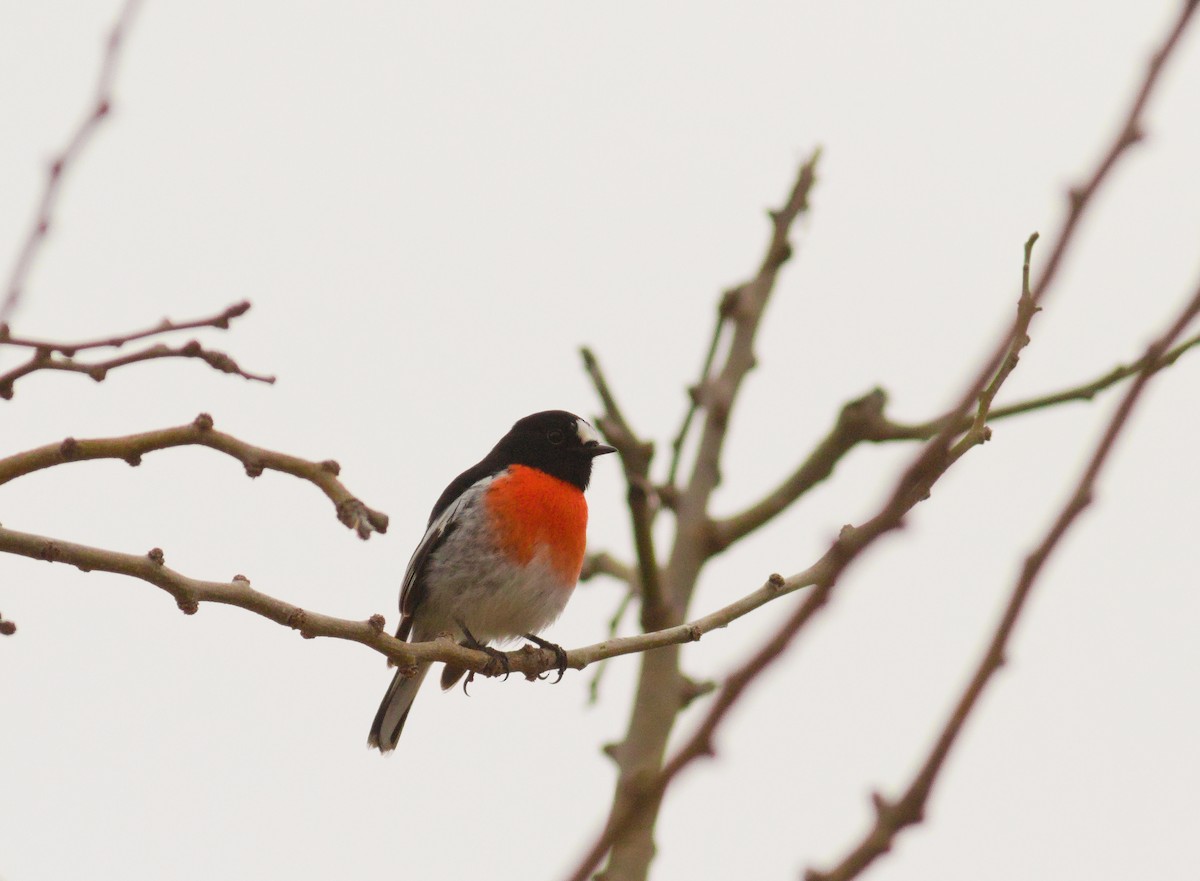 Scarlet Robin - ML620770502