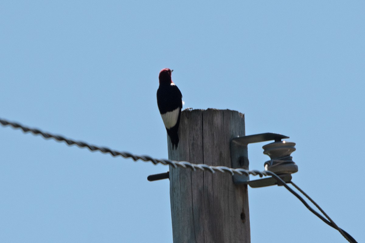 Red-headed Woodpecker - Allen Chartier