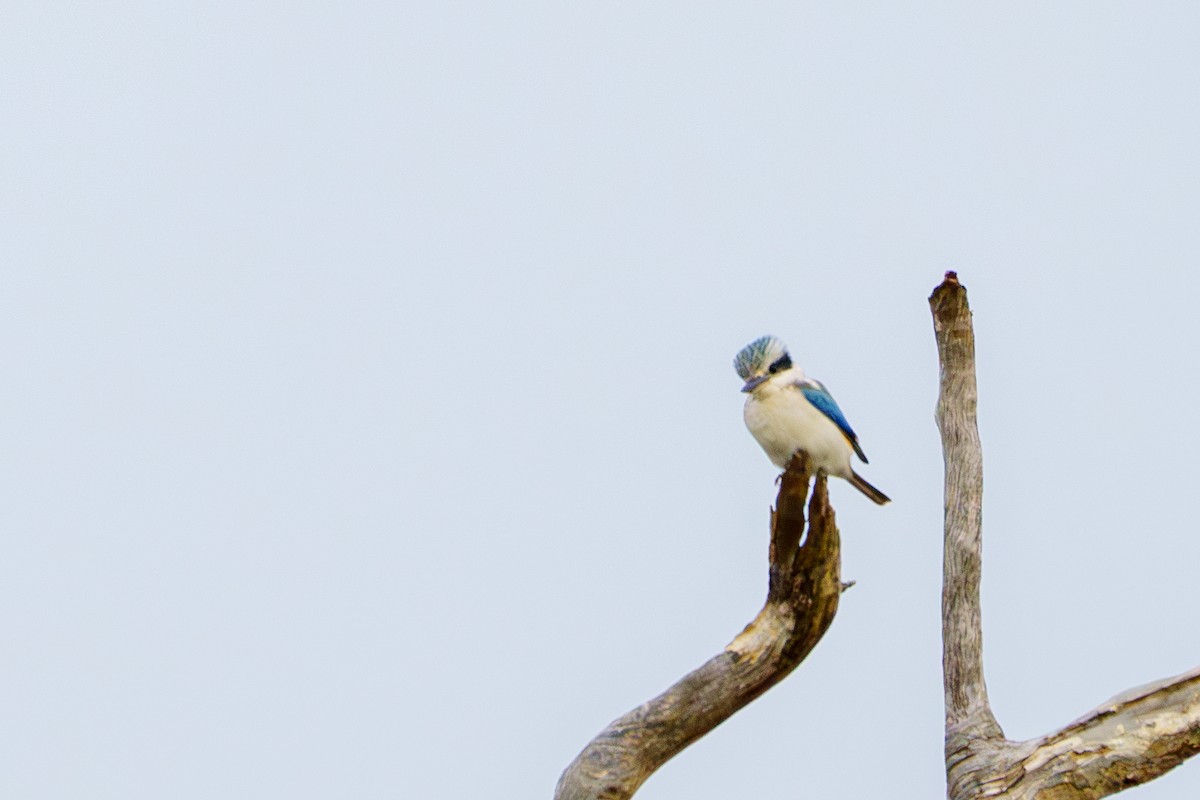 Red-backed Kingfisher - ML620770504