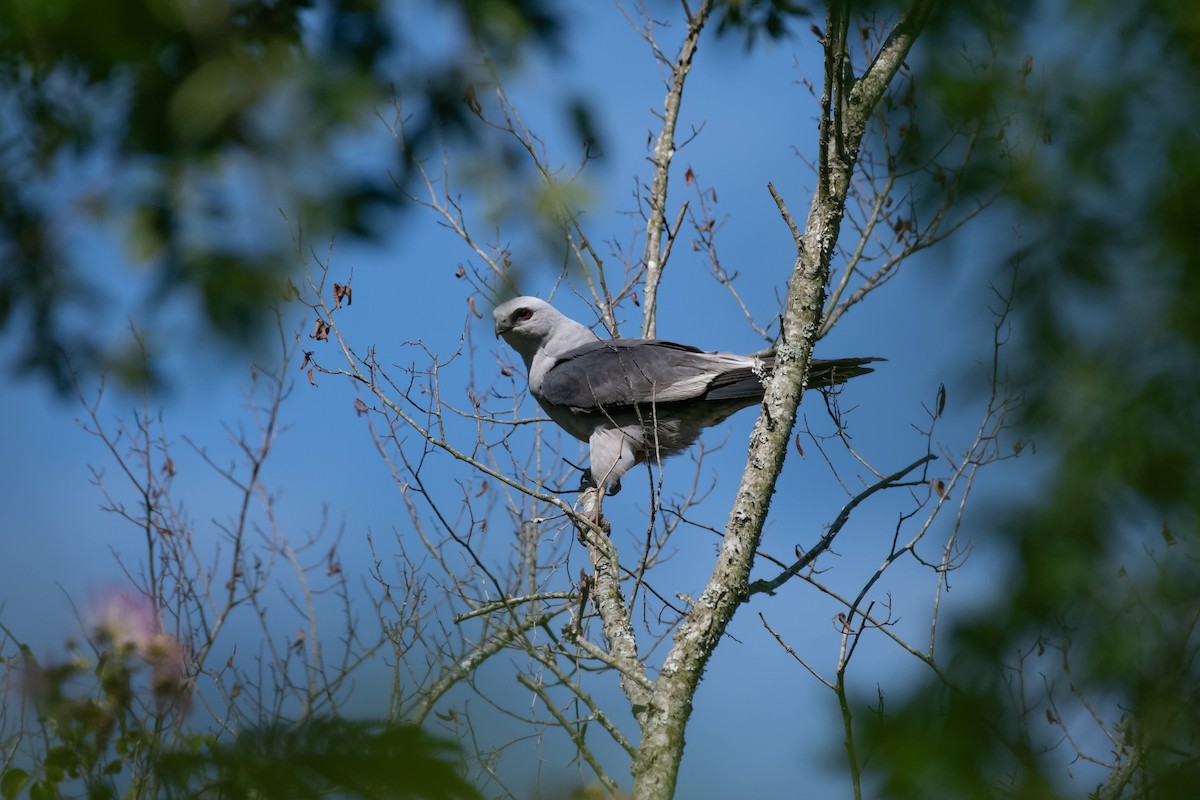 Mississippi Kite - ML620770505