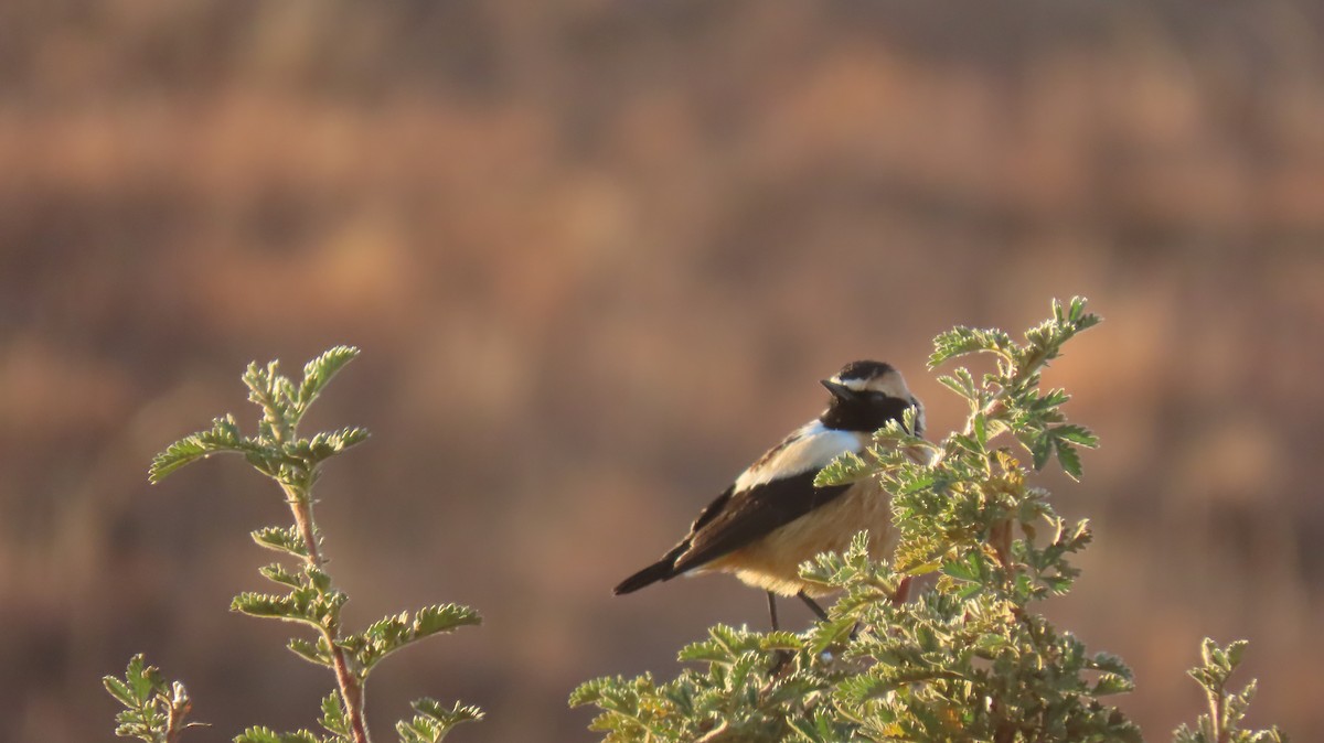 Buff-streaked Chat - ML620770507