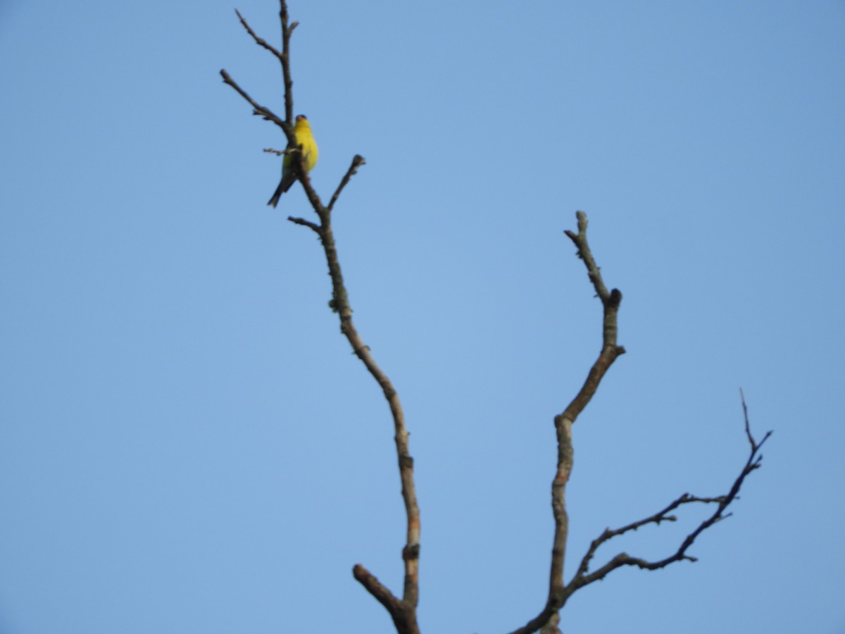 Chardonneret jaune - ML620770509