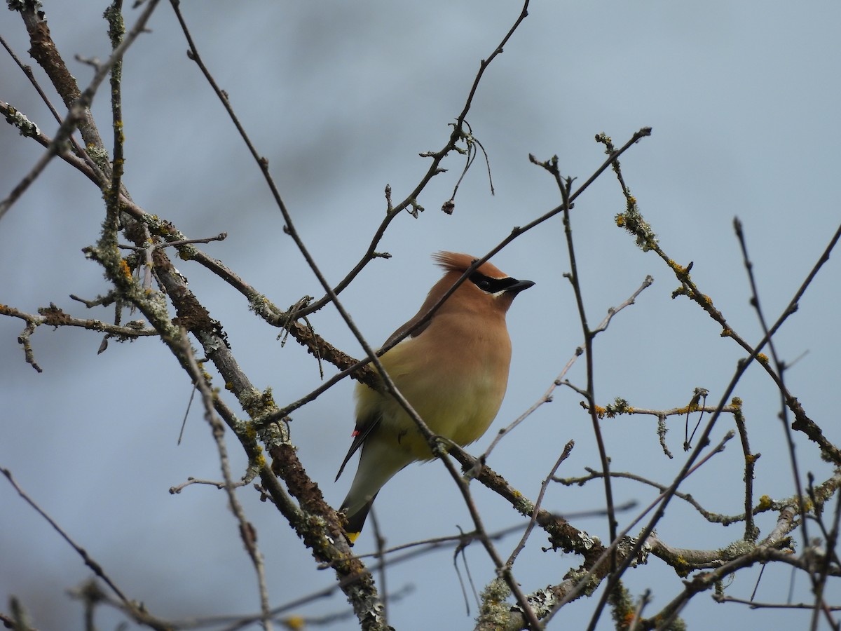 Cedar Waxwing - ML620770510