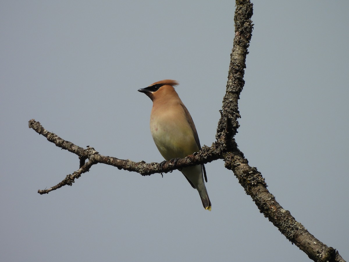 Cedar Waxwing - ML620770511