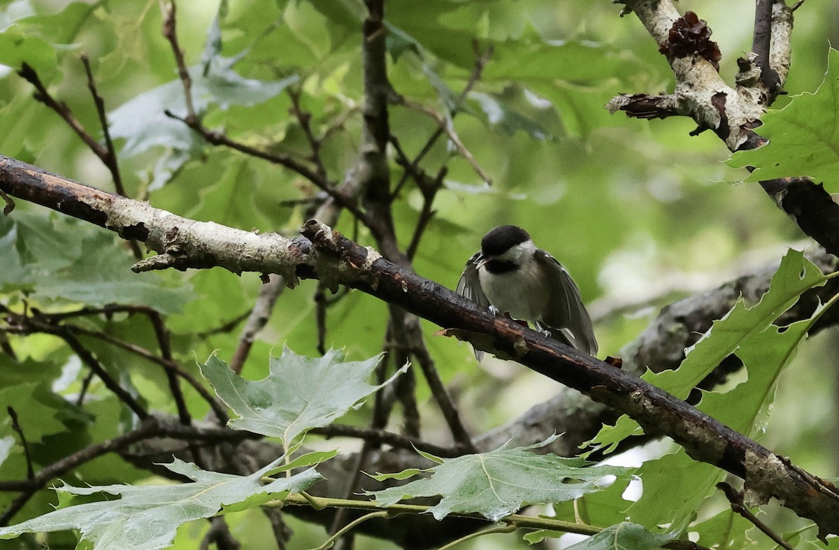 Black-capped Chickadee - ML620770514