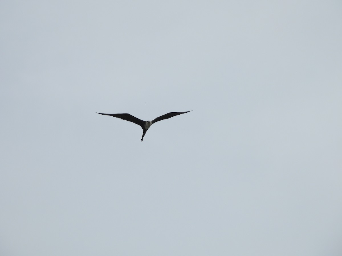 Magnificent Frigatebird - ML620770516