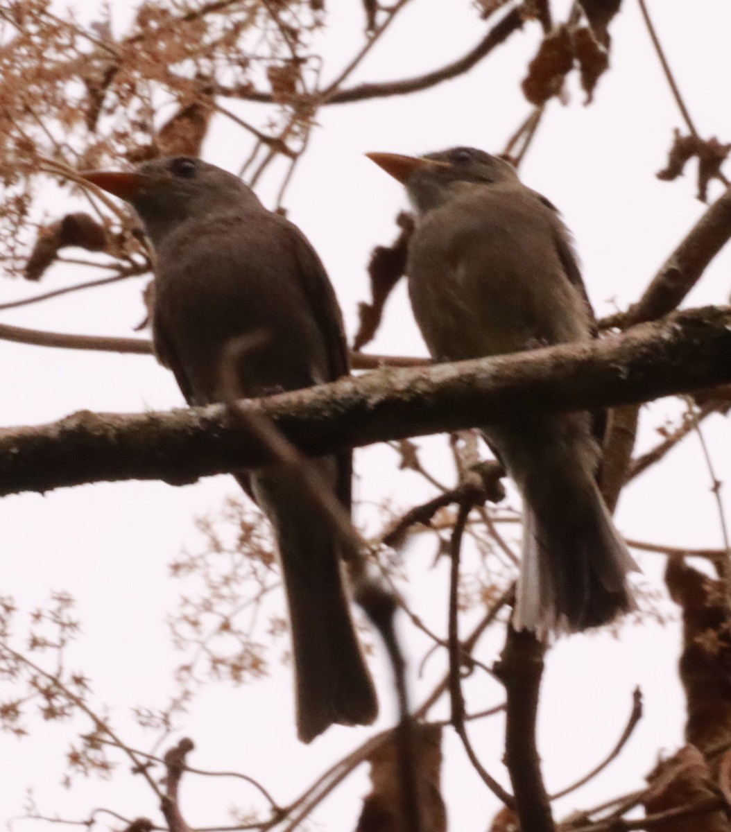 Dark Pewee - ML620770518