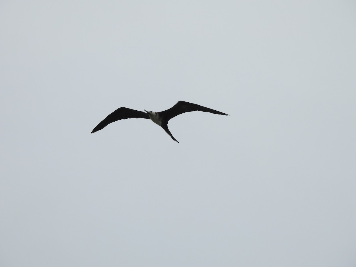 Magnificent Frigatebird - ML620770519