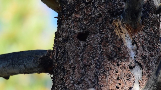 Williamson's Sapsucker - ML620770521