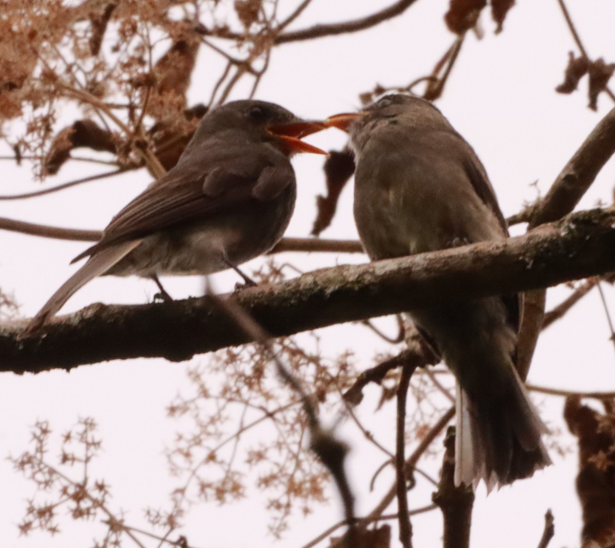 Dark Pewee - ML620770522