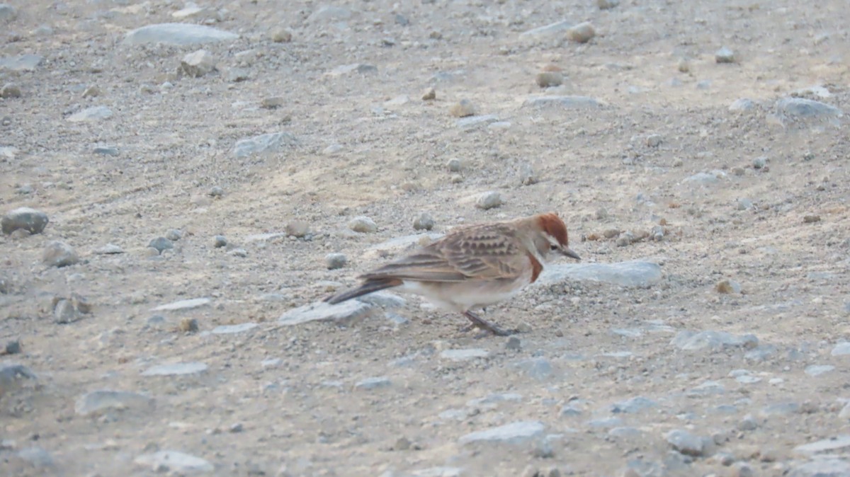 Red-capped Lark - ML620770531