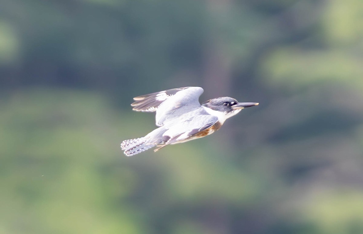 Belted Kingfisher - ML620770545