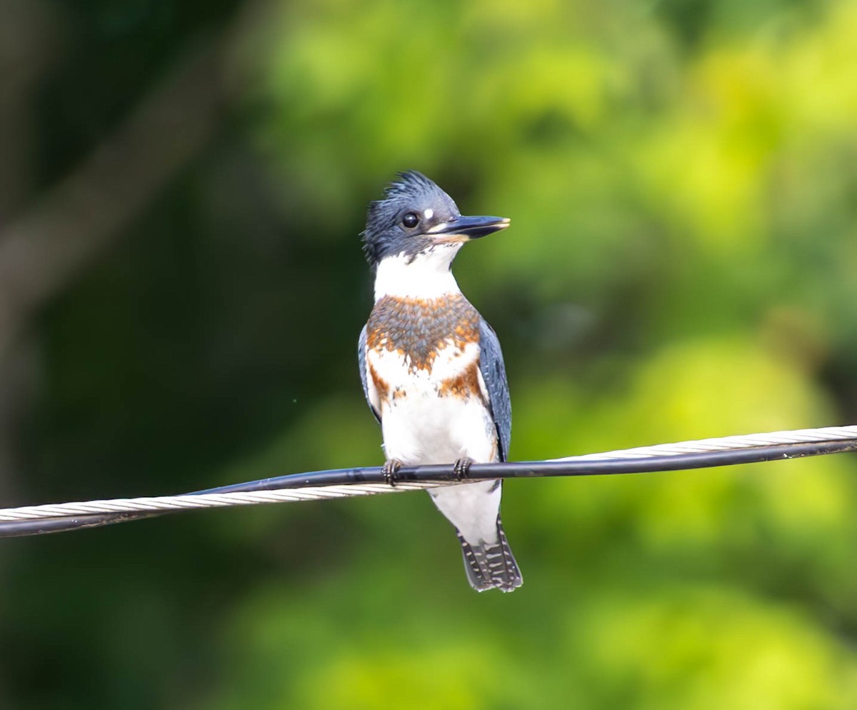 Belted Kingfisher - ML620770546